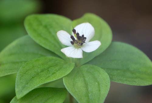 �G�]�S�[���^�`�o�i�A�炭�₱�̉Ԋ�