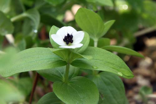 �G�]�S�[���^�`�o�i�A�炭�₱�̉Ԋ�