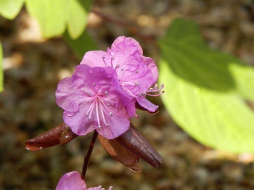 �G�]�����T�L�c�c�W�A�炭�₱�̉Ԋ�