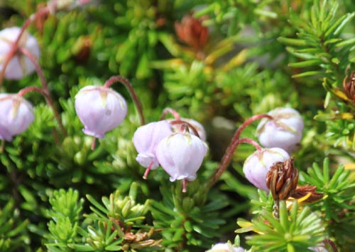 �G�]�m�c�K�U�N���A�炭�₱�̉Ԋ�