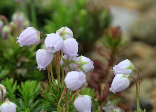 �G�]�m�c�K�U�N���A�炭�₱�̉Ԋ�