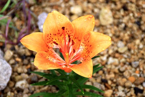 �G�]�X�J�V�����A�炭�₱�̉Ԋ�