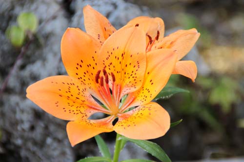 �G�]�X�J�V�����A�炭�₱�̉Ԋ�