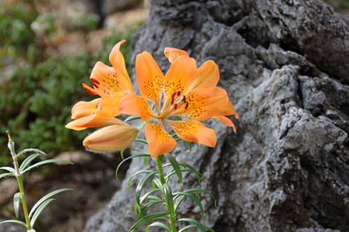 �G�]�X�J�V�����A�炭�₱�̉Ԋ�