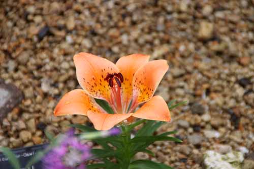 �G�]�X�J�V�����A�炭�₱�̉Ԋ�