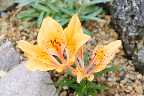 �G�]�X�J�V�����A�炭�₱�̉Ԋ�