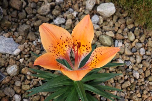 �G�]�X�J�V�����A�炭�₱�̉Ԋ�