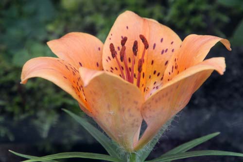 �G�]�X�J�V�����A�炭�₱�̉Ԋ�