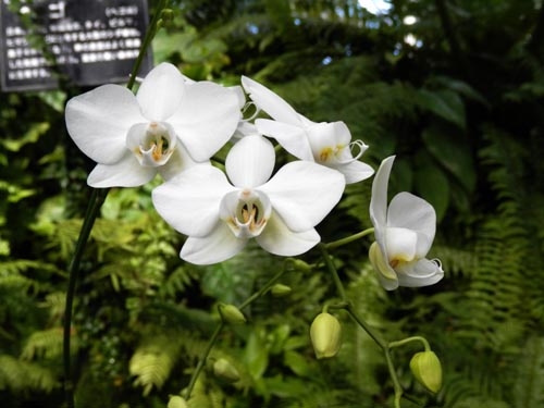 ファレノプシス・アマビリス、咲くやこの花館