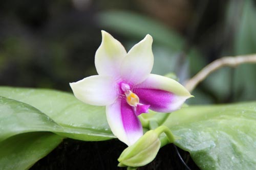 �t�@���m�v�V�X�E�x���[�i�A�炭�₱�̉Ԋ�