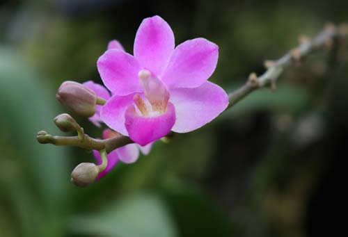 �t�@���m�v�V�X�E�G�N�G�X�g���X�A�炭�₱�̉Ԋ�