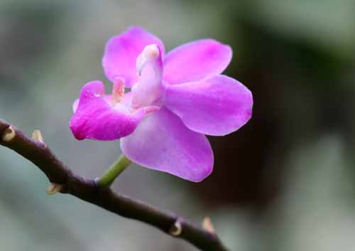 �t�@���m�v�V�X�E�G�N�G�X�g���X�A�炭�₱�̉Ԋ�