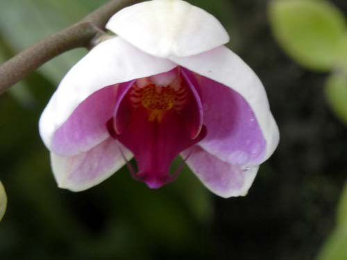 �t�@���m�v�V�X�E�L�����f�B�K�[���A�炭�₱�̉Ԋ�