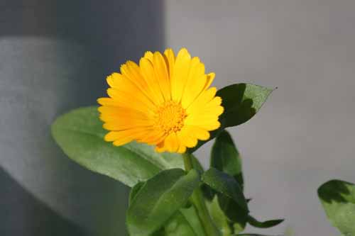 �t�@�b�V�����E�C�G���[�A�炭�₱�̉Ԋ�