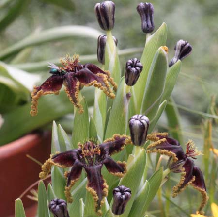 �t�F�����A�E�N���X�p�A�炭�₱�̉Ԋ�