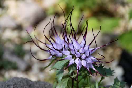 �t�B�\�v���L�V�X�E�R���T�A�炭�₱�̉Ԋ�