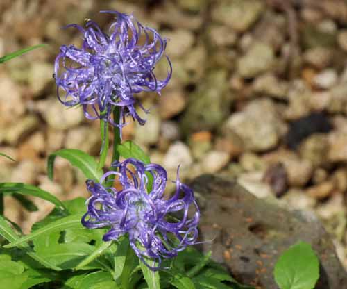 �t�B�e�E�[�}�E�V���C�q�c�F���[ �A�炭�₱�̉Ԋ�