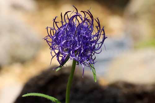 �t�B�e�E�[�}�E�V���C�q�c�F���[ �A�炭�₱�̉Ԋ�