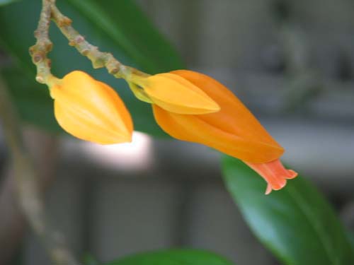 �t�A�k�����A�E�A�E�����e�B�A�J�A�炭�₱�̉Ԋ�