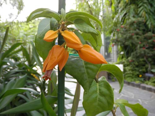 �t�A�k�����A�E�A�E�����e�B�A�J�A�炭�₱�̉Ԋ�