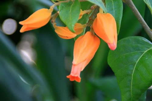 �t�A�k�����A�E�A�E�����e�B�A�J�A�炭�₱�̉Ԋ�