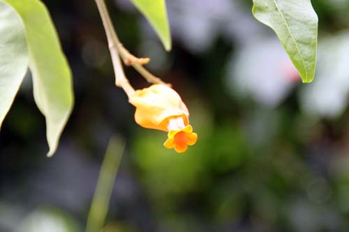 �t�A�k�����A�E�A�E�����e�B�A�J�A�炭�₱�̉Ԋ�