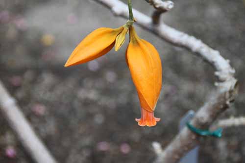 �t�A�k�����A�E�A�E�����e�B�A�J�A�炭�₱�̉Ԋ�