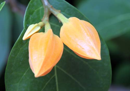 �t�A�k�����A�E�A�E�����e�B�A�J�A�炭�₱�̉Ԋ�