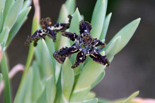 �t�F�����A�E�E���L�i�^�A�ߌ��Βn����