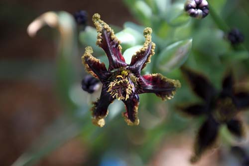 �t�F�����A�E�E���L�i�^�A�ߌ��Βn����