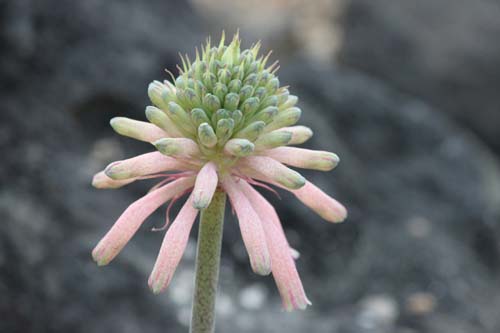 �t�F���g�n�C�~�A�E�J�y���V�X�A�炭�₱�̉Ԋ�