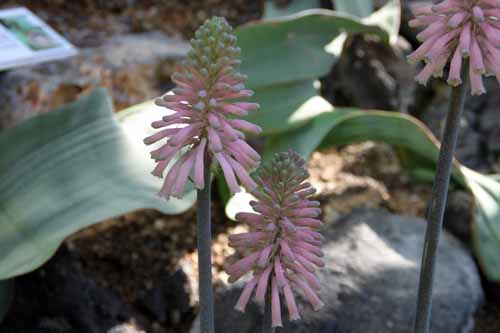 �t�F���g�n�C�~�A�E�J�y���V�X�A�炭�₱�̉Ԋ�