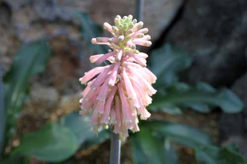 �t�F���g�n�C�~�A�E�J�y���V�X�A�炭�₱�̉Ԋ�