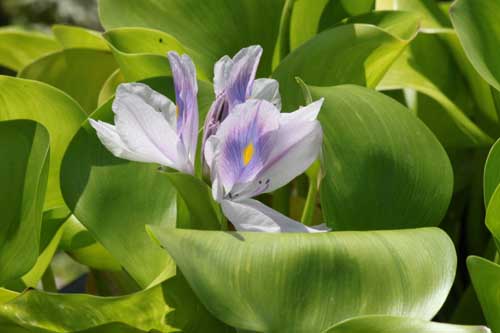 �t�C���z�e�C�A�I�C�A�炭�₱�̉Ԋ�