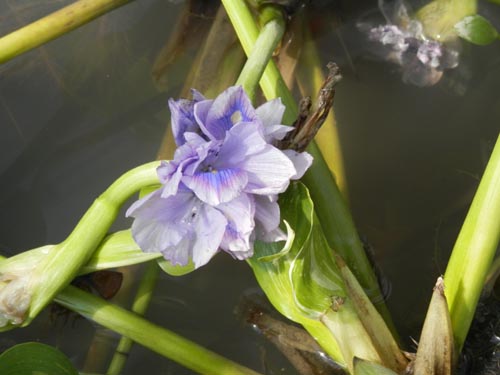 �t�C���z�e�C�A�I�C�A�炭�₱�̉Ԋ�