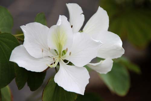 �t�C���\�V���J�A�炭�₱�̉Ԋ�