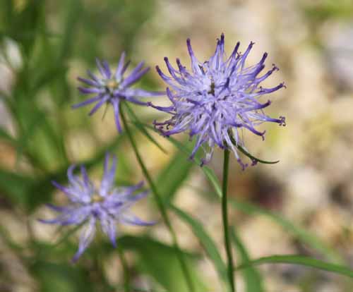 �t�B�e�E�[�}�E�V���C�q�c�F���[�A�炭�₱�̉Ԋ�