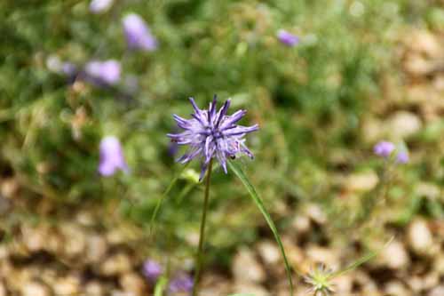 �t�B�e�E�[�}�E�V���C�q�c�F���[�A�炭�₱�̉Ԋ�