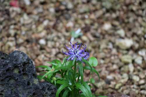 �t�B�e�E�[�}�E�V���C�q�c�F���[�A�炭�₱�̉Ԋ�