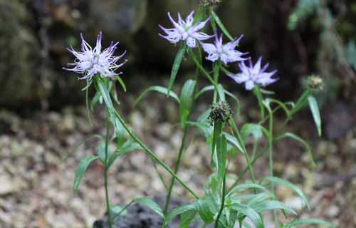 �t�B�e�E�[�}�E�V���C�q�c�F���[�A�炭�₱�̉Ԋ�