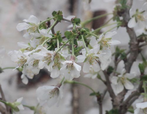 �t�W�T�N���A�炭�₱�̉Ԋ�