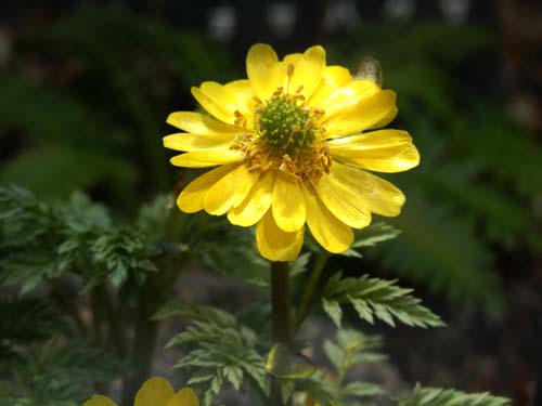 �t�N�W���\�E�A�炭�₱�̉Ԋ�