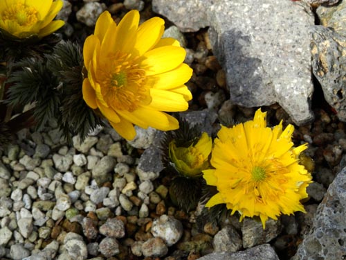 �t�N�W���\�E�A�炭�₱�̉Ԋ�