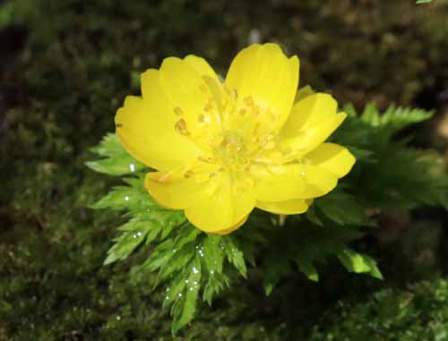 �t�N�W���\�E�A�炭�₱�̉Ԋ�