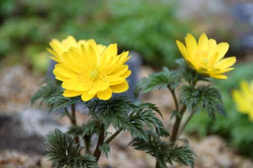 �t�N�W���\�E�A�炭�₱�̉Ԋ�