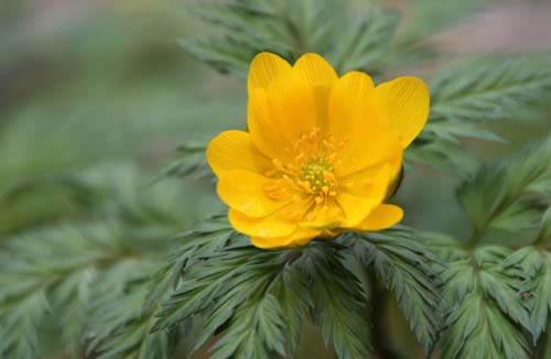 �t�N�W���\�E�A�炭�₱�̉Ԋ�