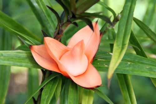 �t���V�l�e�B�A�E�����e�B�t�����A�炭�₱�̉Ԋ�