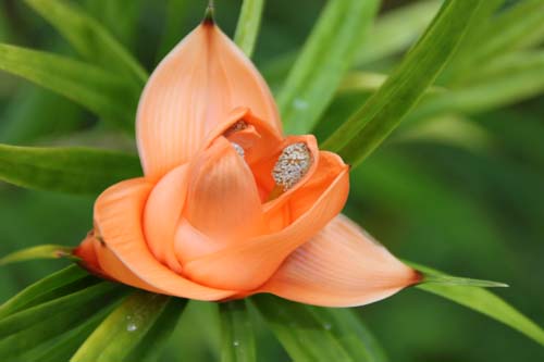 �t���V�l�e�B�A�E�����e�B�t�����A�炭�₱�̉Ԋ�