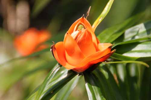 �t���V�l�e�B�A�E�����e�B�t�����A�炭�₱�̉Ԋ�