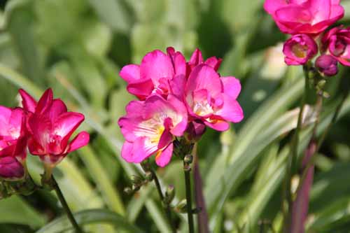 �t���[�W�A �炭�₱�̉Ԋ�